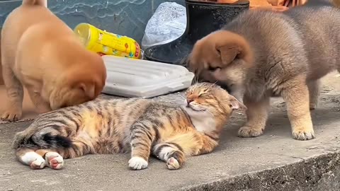 Cat playing with bestfriends dogs