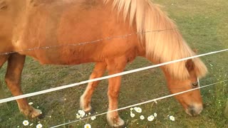 A young brown german horse eats flowers.Bon appetit! - Germany June 9,2021 VIDEO