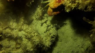 Amazing movement of a crab