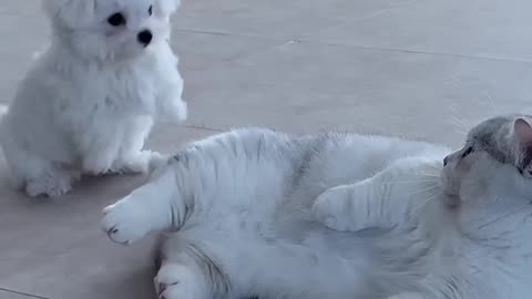 Little Dog And Cat Are Playing.