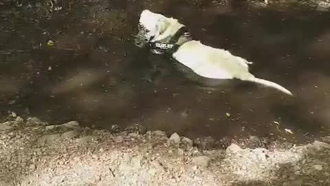 Golden Retriever Loves His Mud Puddle