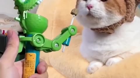 This Cat is Making the Internet Laugh: Watch Its Hilarious Behavior!