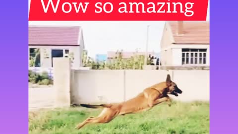 Wow so amazing training for a dog 🐶🐶