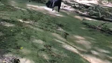 dogs having fun in the forest