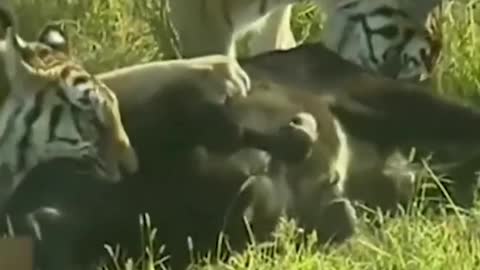 The cow was put into the tiger park, and the tigers swarmed the mountain