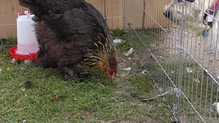 Luna takes care of the hen and chicken ;-)