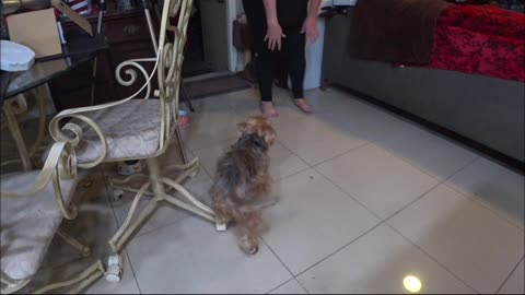 Yorkie Pup Trying Shoes For The First Time