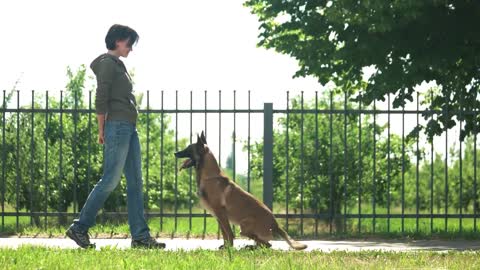 Top dog training tips