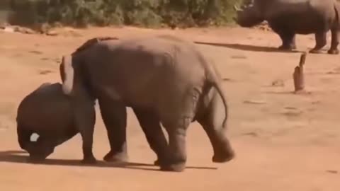 Elephant Attack Ends in Grief as Hyenas Devour Helpless Baby"