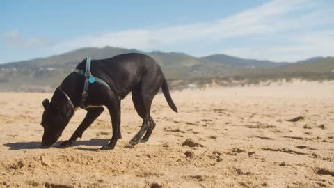 dogs funny moment, #dog #Smart Dog 😍🐶 #shorts #shortvideo #PetsTv #rumble