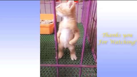 Always Hilarious! Funny Animal Videos 1