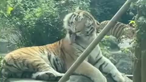 big cat grooming scene 🤗 (Siberian tiger)