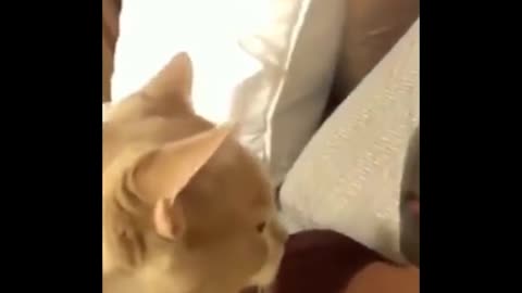 Funniest Cats compilation - 2