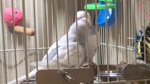 Larry the Parakeet asks Barry to “Give Kiss”