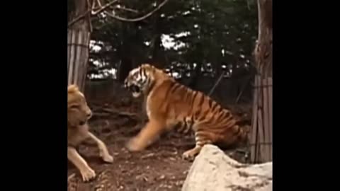 LION VS TIGER REAL FIGHT 2023