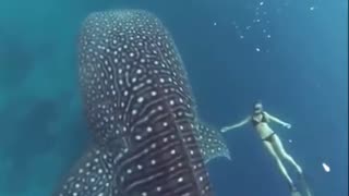 swimming with a whale shark 🤩