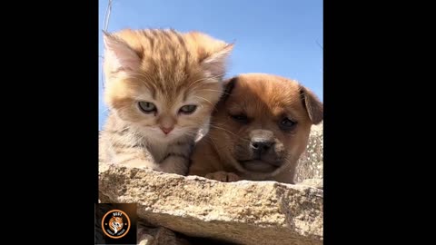 OMG! So cute kitten loves cute puppy