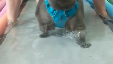 Kitty's Underwater Treadmill Triumph