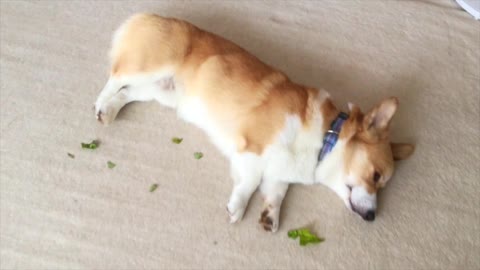 Naughty Corgi dog eat up basil!