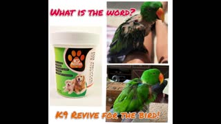 K9 Revive Supplement helps 16 Year Old Green Parrot get stronger!