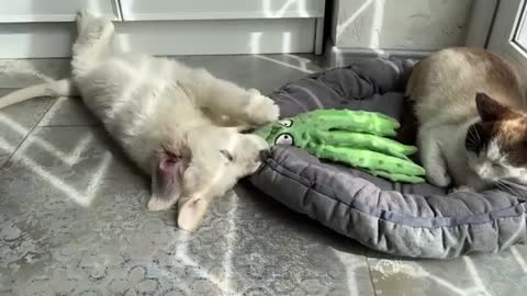 When the Cat Steals the Poor Puppy's Bed