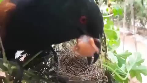 Nestlings Are Food