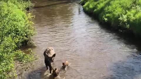 Momma Moose and Babies Enjoying the River