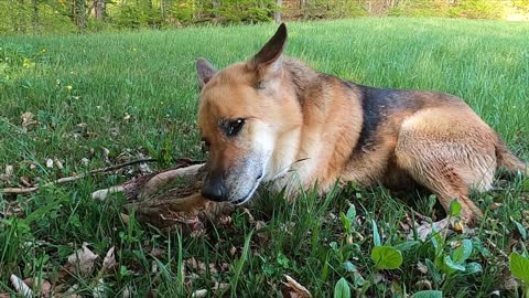 A dog munching a tree bark