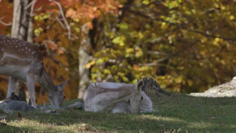 Autumn Deer In A Fall Field Grazing In The Grass