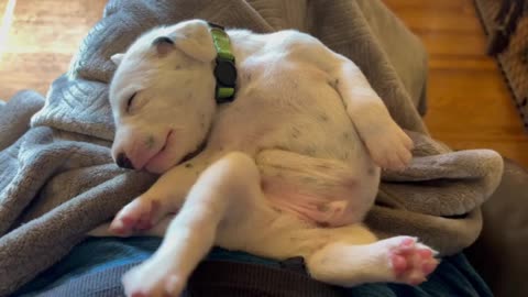 Dreaming Dalmatian puppy will definitely