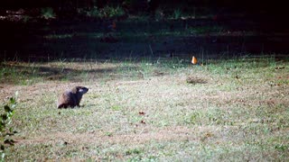 Rowdy and the Groundhog