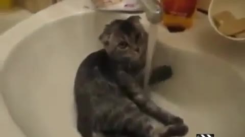 Funny cat bath