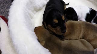 Newborn puppies whimper adorably for nap time