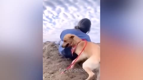 Funny Animal Videos 2023/ Funniest Dogs and cats