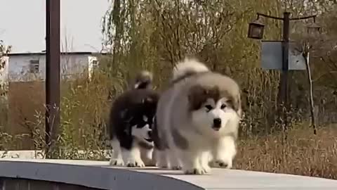 Husky puppies funny