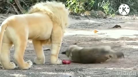 Funny Lion