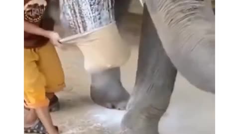 Elephant 3 Legs Only. Elephant Lost Her Leg,He Invented a Prosthesis For Her.