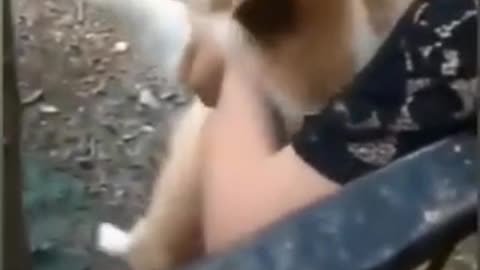 Dog Scared Over Nothing