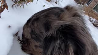 Curious Dog Smells Snow