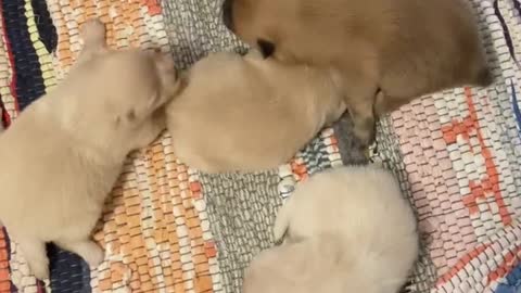 Pomeranian puppies 4/11/21