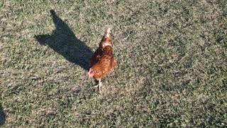 Hens following me