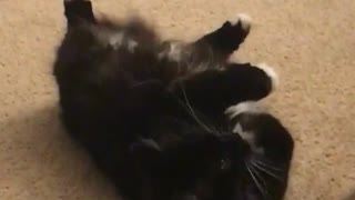 Black cat licks paws on brown carpet