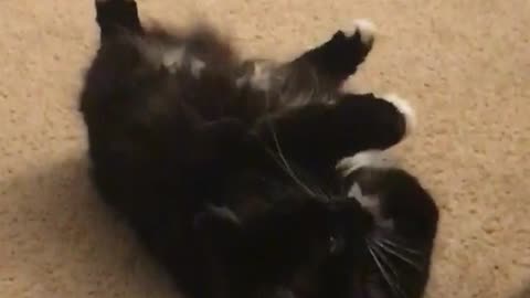 Black cat licks paws on brown carpet