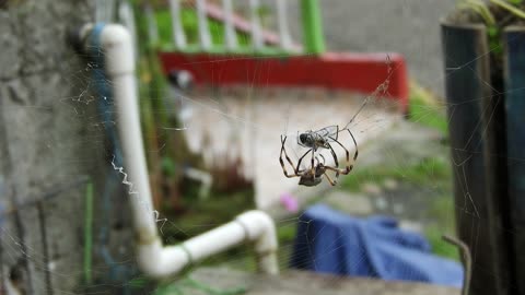 Spider Insects Web Spider Web Hunter Prey