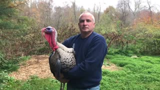 5 Minutes of Narragansett Turkeys