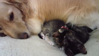 Golden Retriever cuida a gatitos huérfanos jugando en su cama