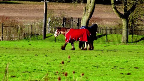 Incredible Horses Playing