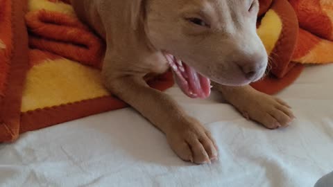 Cute Puppy Yawning