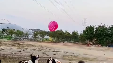 Dogs playing with balloon