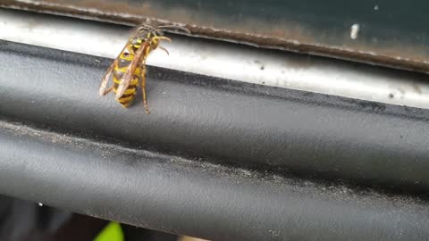 Wasp Cleaning Itself
